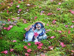 苔庭に散ったもみじとタヌキの可愛い置物が絵になる。