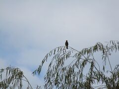 皇居のほとりを歩いていたら、柳の木にとまったいた鳥が甲高く鳴いていました。

