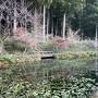 期待しすぎた「モネの池」名もなき池へ、そして岐阜城へ