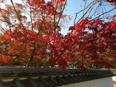 圓光寺からバスで南禅寺道へ。
南禅寺に行く前に永観堂をチラ見。
こちらの紅葉も見頃すぎと案内されていたのと、人が多かったのでパス。
でも、永観堂の拝観受付テントの前あたりの紅葉が真っ赤でひときわ美しかったです。