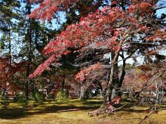 南禅寺。紅葉のうしろに山門が隠れています。