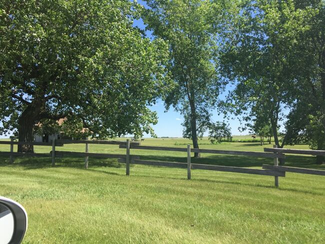 牛の姿も見えます。