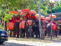 ◆臭い
前回来た際もここに来たが、象が臭くて象に乗るのはパス。
もちろん、今回もパス。