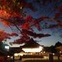 コロナ禍での京都の紅葉、今年最後のライトアップ