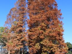 天気が良いので碑文谷公園から九品仏浄真寺までぶらぶら散歩