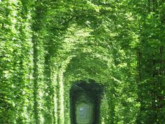 愛のトンネル。4月下旬なので葉が茂っていない可能性も危惧していたが、美しい新緑のトンネルが迎えてくれた。