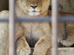 いつも元気なシルクちゃんも、珍しくまったりしてました。