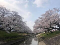 大和高田市の高田川千本桜。