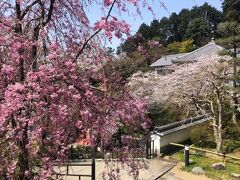 岡寺の桜。