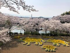 安倍文殊院、清明堂展望台からの桜の眺め。手前は2019年の干支・猪の花壇。