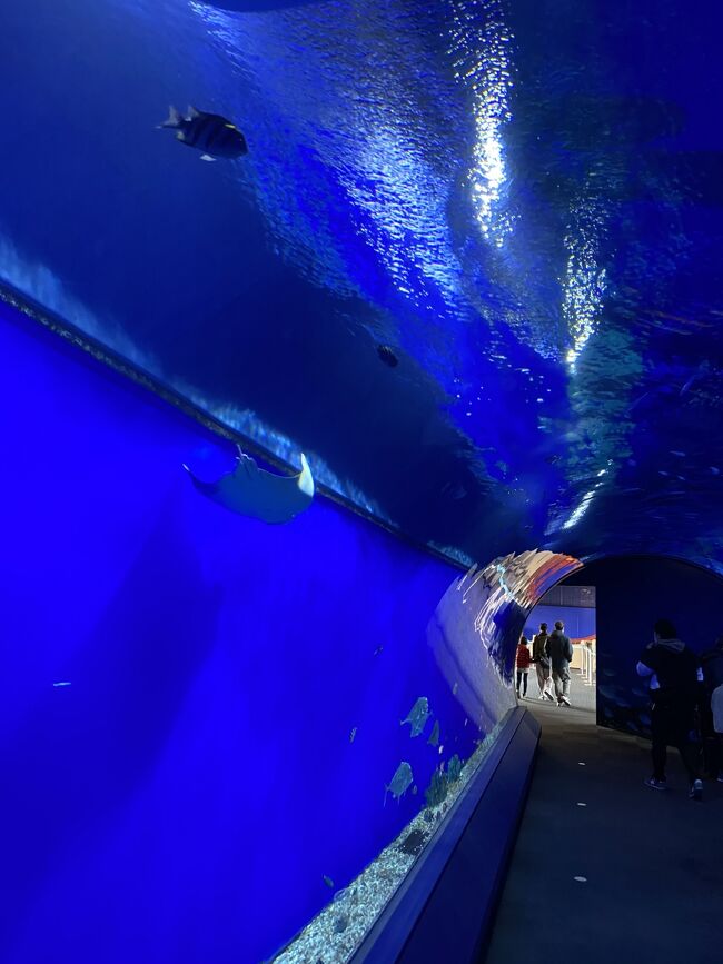 スティフィンカリーのオーセンティックジャージ ハリウッド