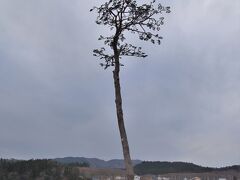 あの大津波に耐え唯一生き残った『奇跡の一本松』