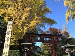 まずは、いつもの根津神社♪
11月中旬、だいぶ黄葉が進んですでに少し散り始めていますが、青空に映えてきれいです♪

