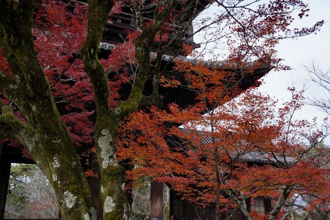 境内を通り、山門から外に出る。<br />三門の近くでも、まだ綺麗な紅葉が観られた。