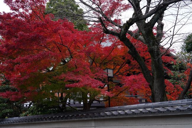 小雨が降る中、知恩院前から丸山公園を通り、高台寺へと抜ける。<br />西行庵近くでは、鮮やかな紅葉が道を彩っていた。