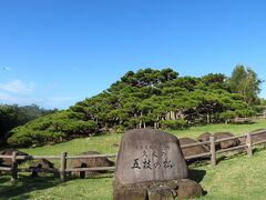 1839年に植えられたと記録が残っている大きな琉球松。