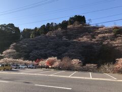 車を移動して川見四季桜に来ました。
昨日まで駐車場はシャトルバスの発着場になっていましたが、今日から一般車の駐車が可能となりました。