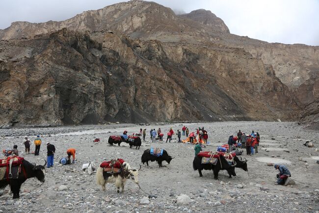ついにトレッキング最終日、シャチミルコ峠越えで先にシムシャル村に戻っていた「ヤク隊」が迎えに来た。マイヤクとの再会だ。<br />