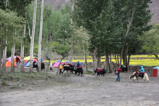 キャンプ地に雪崩れ込む。