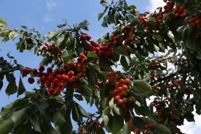 で、サクランボ狩り。