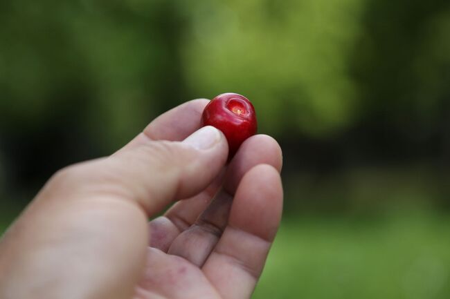 これが、実に美味かった。<br />アメリカンチェリーの類かと思ったら、日本のそれに近い。