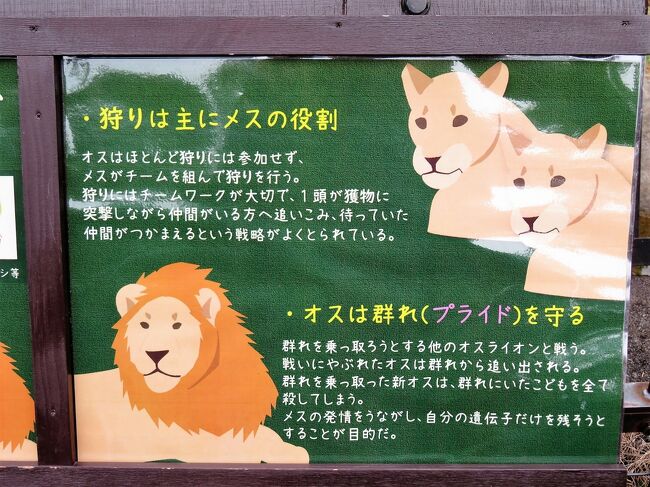 仙台レッサーパンダの赤ちゃん遠征２日間 ２ 一方通行が増えたけど丁寧な解説も増えた八木山動物園いろいろ ２日連続駅前での仙台みやげの買い物 仙台 宮城県 の旅行記 ブログ By まみさん フォートラベル