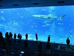 15：00～16：00　「沖縄美ら海水族館」です。
入館料は個人だと　　1,880円。
20人以上の団体で　　1,500円です。

ここは入館料は個人負担なので事前に希望を聞かれましたが、20人に満たなかったので個人対応となりました。
団体の場合、地域共通クーポンは使えないとのこと・・