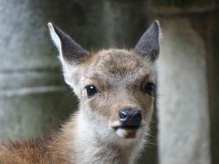 GOTO奈良旅行3日目。本日は、こんなかわいい小鹿さんに会うことができました！