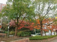 ランチを食べて、舞岡公園までやって来ました。
駐車場周辺です。