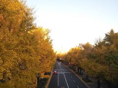 山下公園通りはちょうど紅葉できれい。
