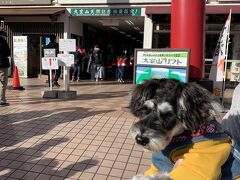 そして、念願の大室山。
いつもお天気が悪かったり、激混みだったりして行けていなかったので、とっても嬉しい。オープン少し前に着きました。