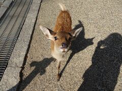 駐車場から、東大寺方面や歩いていくと、早速いました、かわいい鹿さんたちが。かわいい小鹿発見！