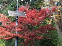 中目黒しぜんとなかよし公園のモミジの紅葉