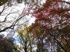 糺の森に入りました。