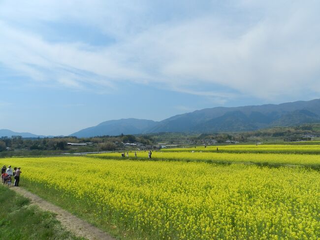 岡山県奈義町の菜の花祭り With ガブちゃん 美作 湯郷温泉 岡山県 の旅行記 ブログ By Joecoolさん フォートラベル