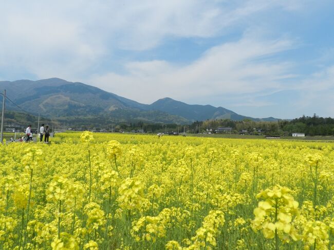 岡山県奈義町の菜の花祭り With ガブちゃん 美作 湯郷温泉 岡山県 の旅行記 ブログ By Joecoolさん フォートラベル