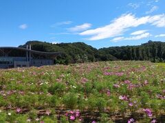 園内入口入ってすぐにコスモス畑があった。
まずまずのボリュームで、園内を彩っていた。