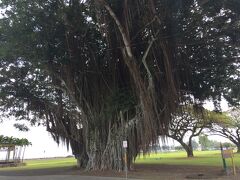 大通りを渡ってモオヘアウ公園へいくとハワイらしいバニヤンツリー。