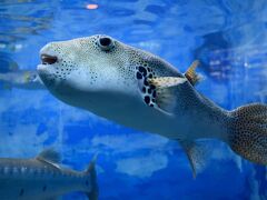 まんぼうみたいな魚。よくわかりません。