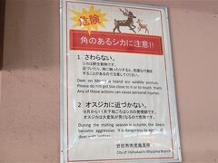 しかし、帰る前に宮島桟橋でこの文章を見てしまう。

「角のあるシカに注意！」
「特に危険なのは9月から11月下旬」

わー！気をつけないと！！