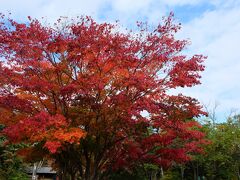 川湯温泉に戻って来ました！
川湯神社前の紅葉が綺麗！
