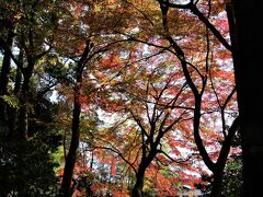 鈴木大拙館裏・本多の森公園の紅葉