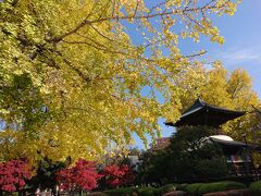 翌日は朝から御朱印めぐり。まずは足利学校裏手のお寺、大日様へ。
銀杏や紅葉など色鮮やか。