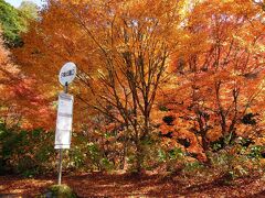 印象に残る紅葉だった