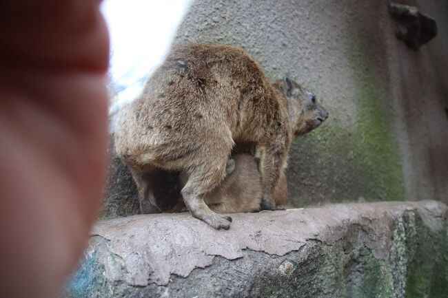 ケニア政府公認サファリガイドといく 富士サファリパーク 他いろいろ 御殿場 静岡県 の旅行記 ブログ By ほいみさん フォートラベル