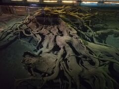 魚津埋没林博物館へ到着

水の中に埋もれている木々

美しい
