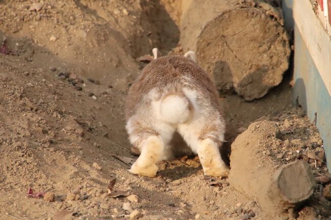 年度末の埼玉こども動物自然公園 北園 もふもふ子牛や仲良しバトルのレッサーパンダのリュウ セイやグンディの赤ちゃん ビスカチャ会えず 東松山 埼玉県 の旅行記 ブログ By まみさん フォートラベル