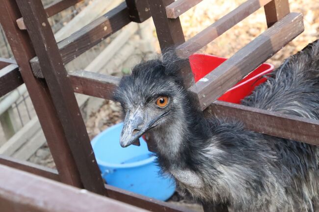 年度末の埼玉こども動物自然公園 北園 もふもふ子牛や仲良しバトルのレッサーパンダのリュウ セイやグンディの赤ちゃん ビスカチャ会えず 東松山 埼玉県 の旅行記 ブログ By まみさん フォートラベル 年度末の埼玉こども動物自然公園 北園 もふもふ子牛や仲良しバトルのレッサーパンダのリュウ セイやグンディの赤ちゃん ビスカチャ会えず 東松山 埼玉県 の旅行記 ブログ By まみさん フォートラベル