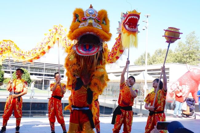 最初に、東アジアの新年といえば「旧正月」または「春節」でしょう。太陰暦(満月)に合わせているので毎年日付は異なりますが、大体1月下旬から2月中旬の間です。日本を除く東アジア諸国では、こちら旧正月を新年として祝います。中国系住民が多いシドニーでは旧正月は大きなフェスティバルです。写真は定番のライオンダンス、このライオンダンスのグループは中国系の店を周り、商売繁盛を祈っているのはよく見かける光景です。