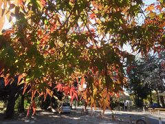 帰路はゆっくり紅葉を見ながら多磨霊園を通ります。